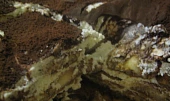 Tiramisu po česku