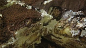 Tiramisu po česku