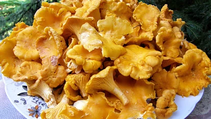 Smetanová kari rýže s liškami a bazalkou