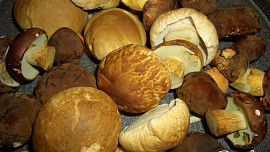 Žužli-mužli