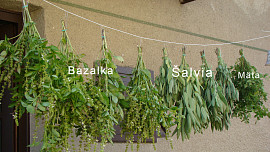 Bazalkové pesto