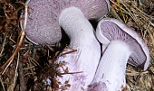 Nejchutnější houby v octě, čirůvka fialová