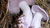 Nejchutnější houby v octě, čirůvka fialová