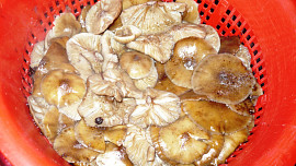 Nejchutnější houby v octě