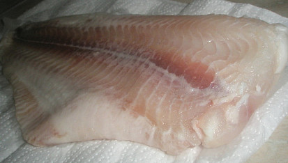 Pangas v marinádě, filet mal skoro 40 cm :-)
