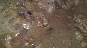 Jelení plec na víně, tymiánu, hříbkách a borůvkách