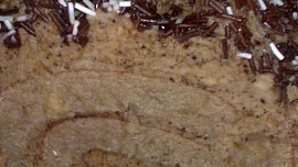 Lehká  banánovo-kávová roláda  s capuccinem ke  kávičce