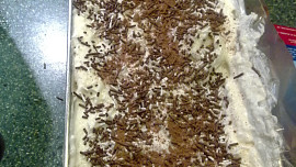 Chlazený a osvěžující zákusek s malinama a s meruňkami