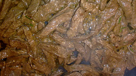 Paprikové  pikantní ragú se šťavnatým hovězím masem