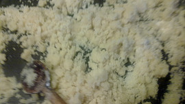 Rybízovo-jablečný koláč s tvarohem a pudingem