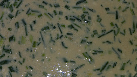 Šnytlíkové - pažítkové palačinky