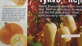 Polévka z muškátové dýně se zázvorem