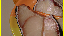 Žraločí steak