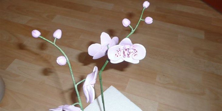 Orchidej (nabodnuté i květy)