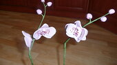 Orchidej