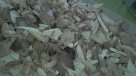 Rizoto s hlívou ústřičnou, se žampionky, bylinkami a sýrem