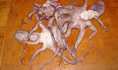 Chobotnice Vulgaris z Tichého oceánu
