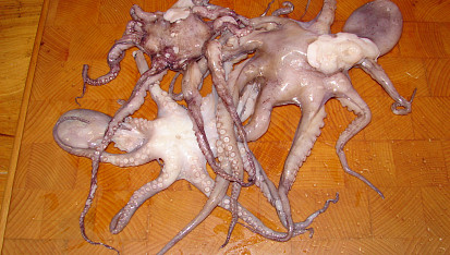 Chobotnice Vulgaris z Tichého oceánu