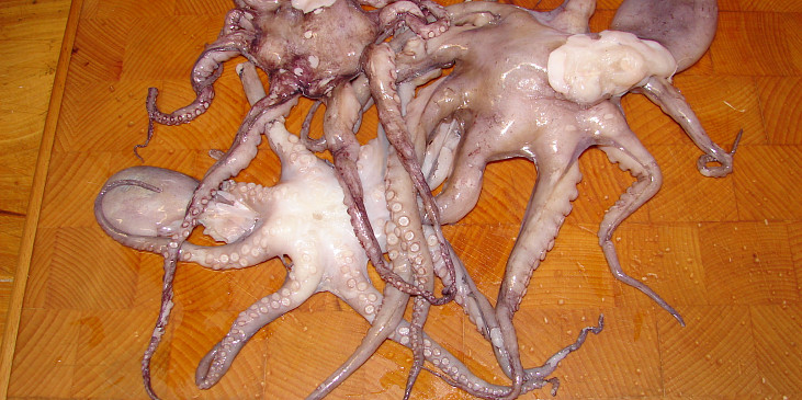 Chobotnice Vulgaris z Tichého oceánu
