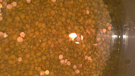 Čočková polévka s uzeninou, zdobená vařenou mrkvičkou a bazalkou