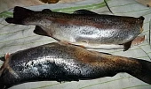Mořský pstruh-Salmo Trutta s rajčaty, připravení pstruzi...