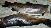 Mořský pstruh-Salmo Trutta s rajčaty, připravení pstruzi...