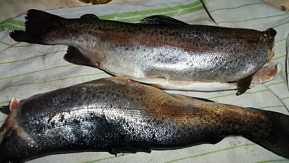 Mořský pstruh-Salmo Trutta s rajčaty, připravení pstruzi...