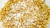 Domácí tempeh (Tempeh starter nasypeme na suché sojové boby, přilijeme ocet)