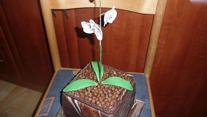Orchidej, další do zbírky