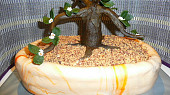 Dort Bonsai