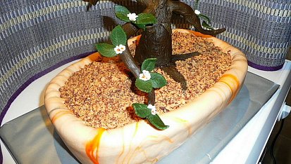 Dort Bonsai