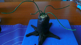 Dort Bonsai