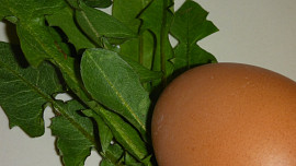 Pampeliškový salát