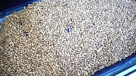 Pohanka zapečená s kyselým zelím