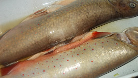 Siven pečený  v bylinkách a dušený na jablkách a zelenině