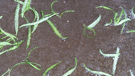 Laň na rozmarýnu a červeném víně