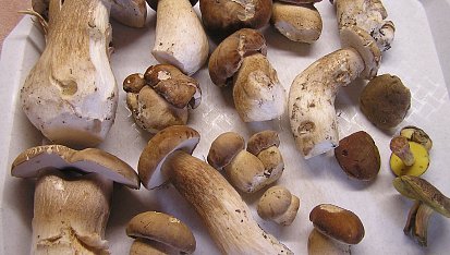 Vepřová játra na houbách a cibulce s fazolkami