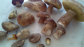 Vepřové medailonky  na houbách