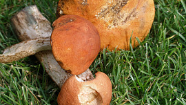 Dušené křemenáče