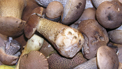 Houbovo - cuketové placky