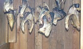 Uzení ryb a konzervování uzených ryb zavařováním