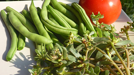 Fazolkový salát s rajčaty a šruchou