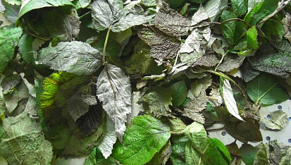 Fermentování bylin na čaj, 4. pak rozbalíme a necháme pořádně usušit