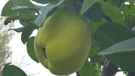 Kdoulový džem