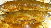 Okáč obecný v pepřovo-hořčičné marinádě