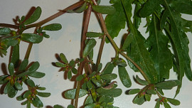 Salát  ze šruchy a rukoly