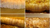 Kuřecí roláda plněná Schwarzwaldskou šunkou a jablkovým pyré, Příprava