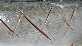 Pikantní losos s nádivkou