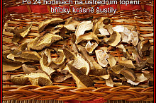 sušené hříbky z radiátoru