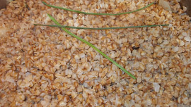 Houbový kuba z pohanky - podle receptu  "Černý Kuba"